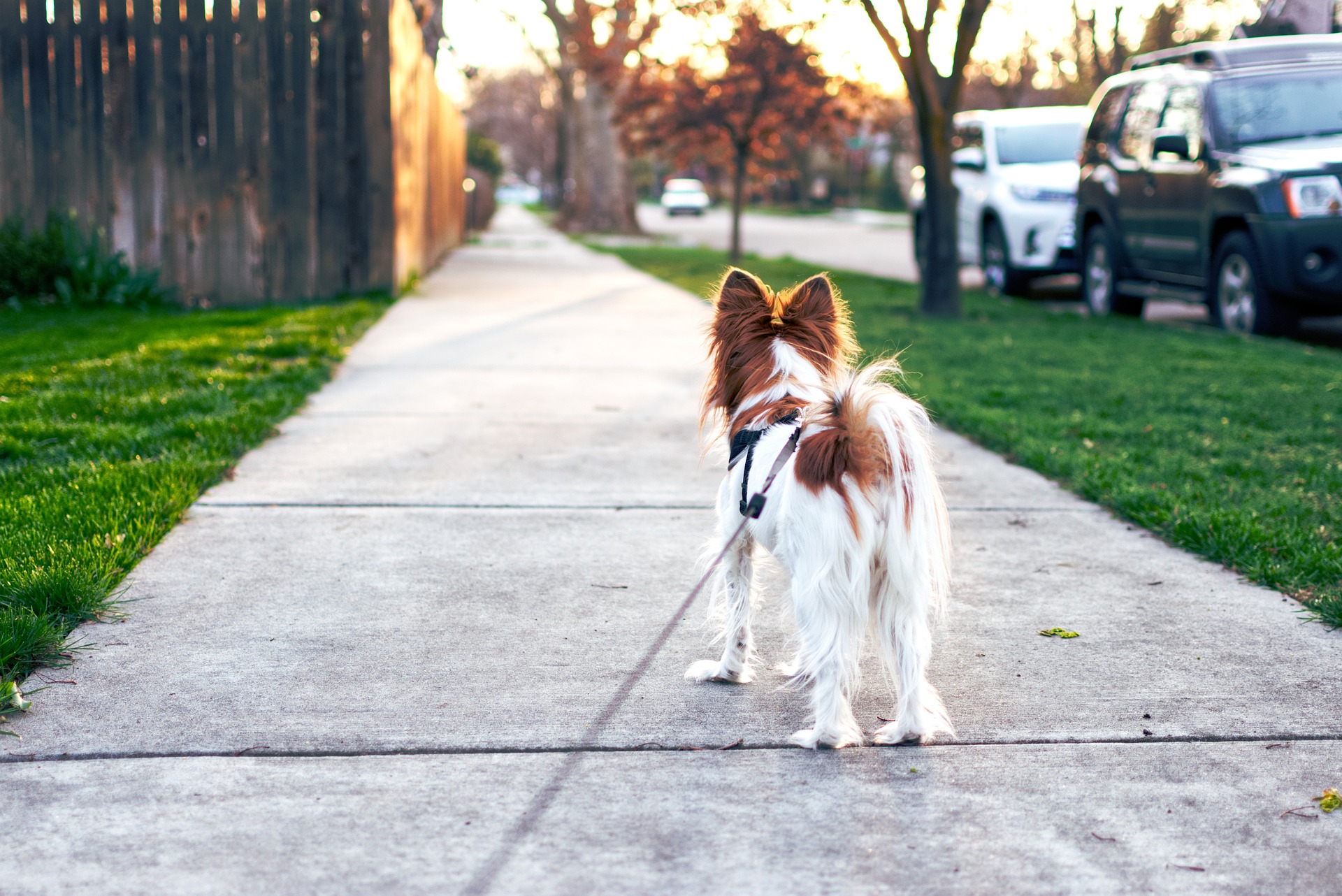 Dog walking down the street